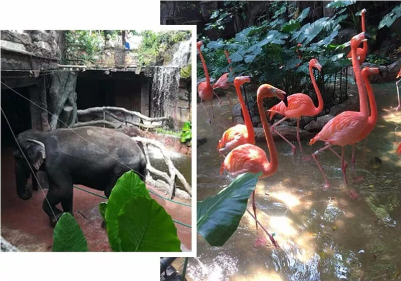 廣州敏視全體員工長鹿度假農(nóng)莊以及四海一家美食城一日游活動(dòng)