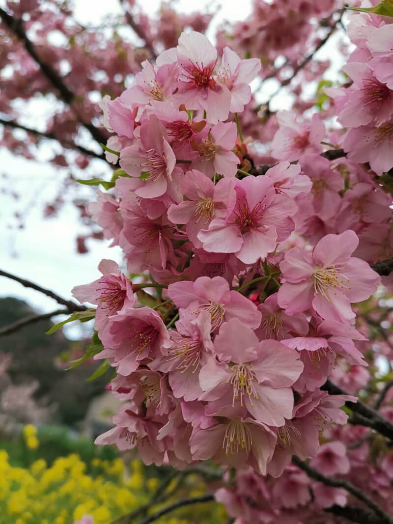 STONKAM?組織2018年度十年貢獻獎員工赴日本本州5天游