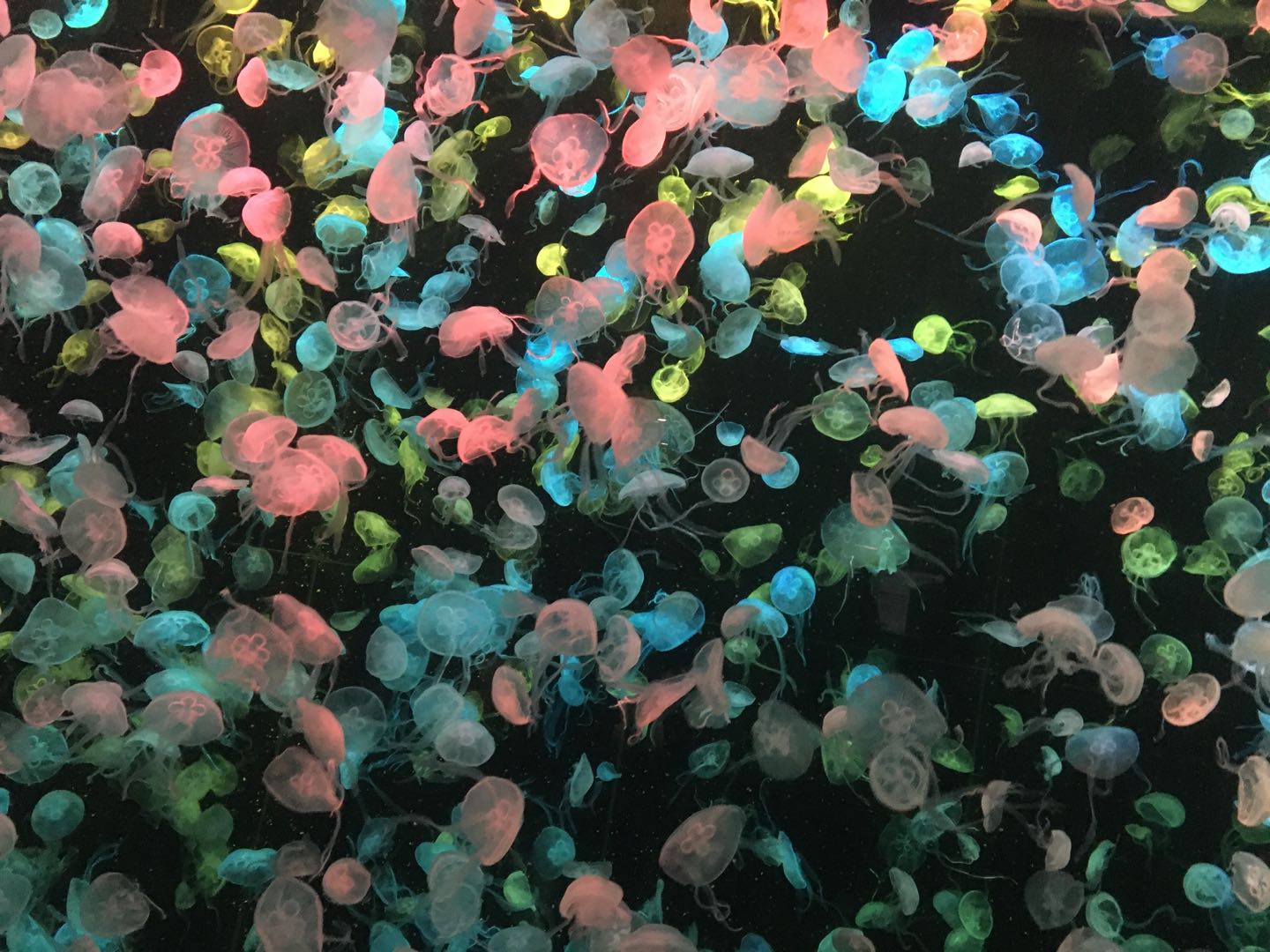 珠海長隆海洋王國兩天一夜游