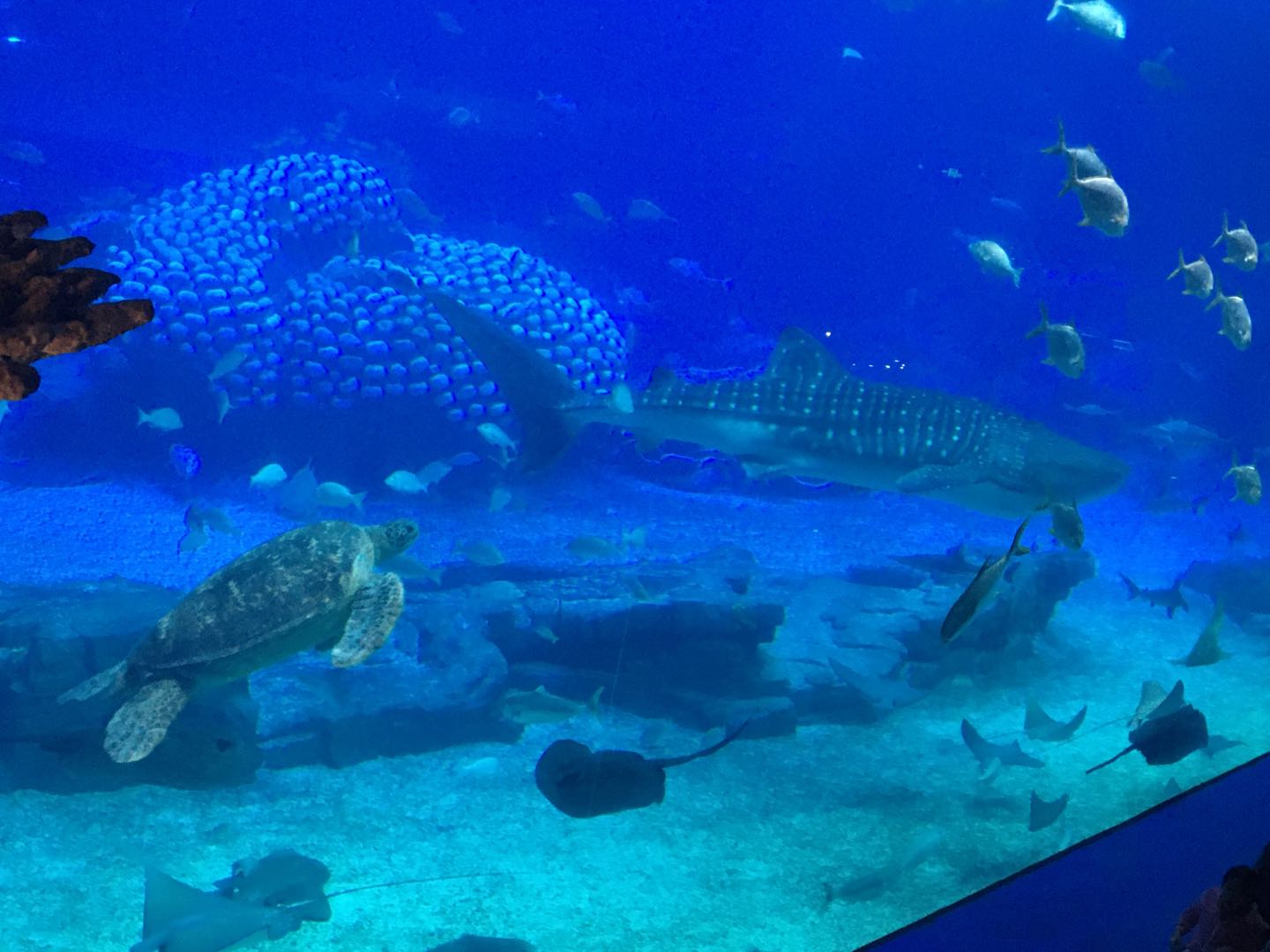 珠海長隆海洋王國兩天一夜游