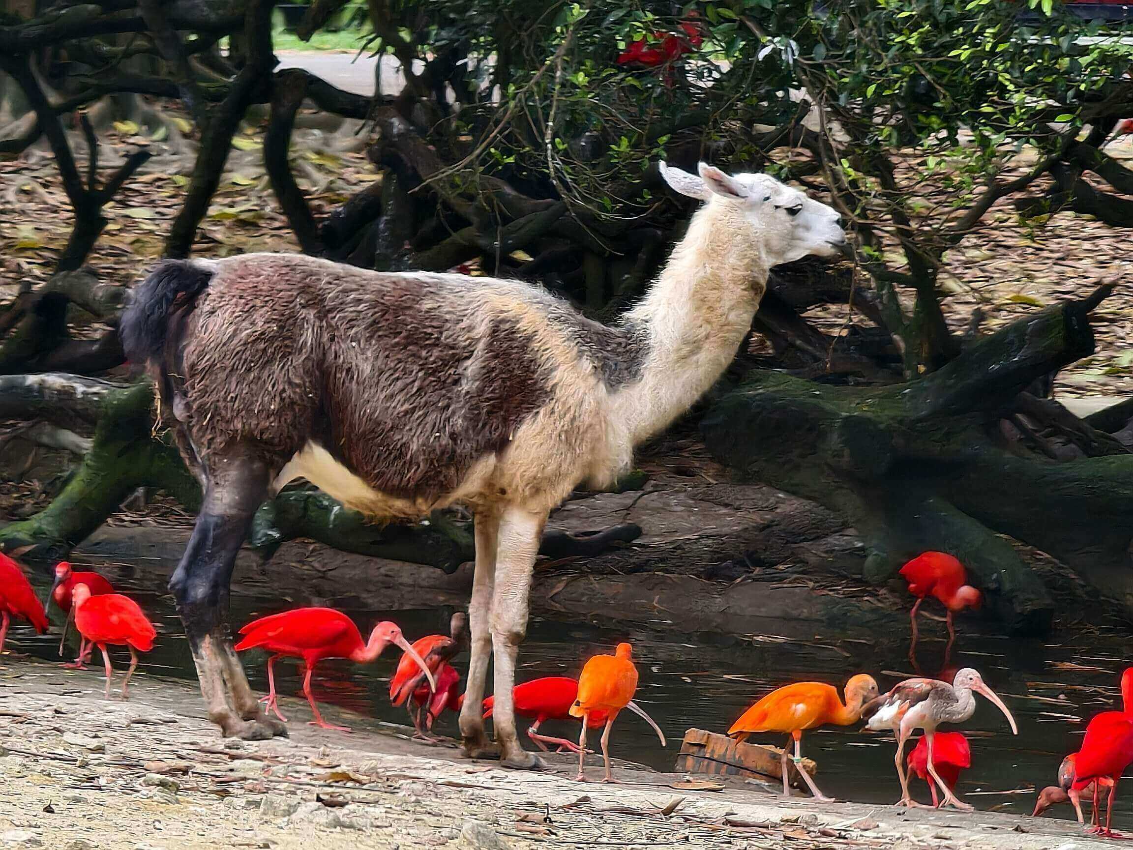 長(zhǎng)隆野生動(dòng)物世界